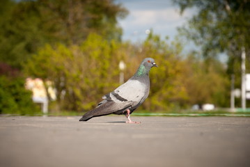 dove