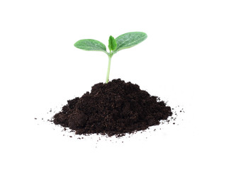 Pumpkin seedling in soil isolated on white background