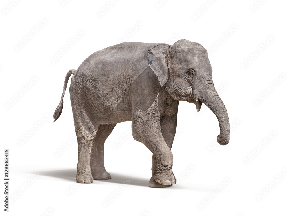 Wall mural elephant with out tusk isolated on white background