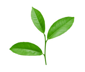 Green tea leaf isolated on white background