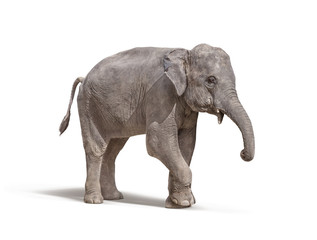 Éléphant sans défense isolé sur fond blanc