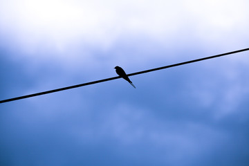 silhouette of a little swallow perched on a single electric wire with a dawn blue sky background