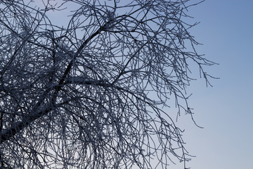 Winter evening. Landscape with tree branches under the snow. Selective focus.