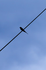 Obraz premium silhouette of a little swallow perched on a single electric wire with a dawn blue sky background