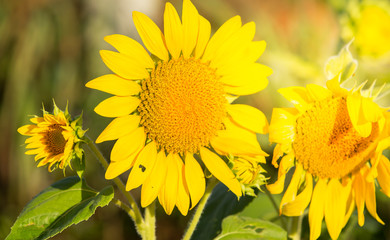 field, clear, spring, crop, scene, closeup, yellow, farm, sun, flower, bright, farming, growth, sky, outdoor, meadow, agriculture, green, floral, petal, sunny, sunflower, orange, season, flora, colorf