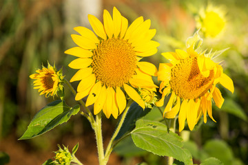 field, clear, spring, crop, scene, closeup, yellow, farm, sun, flower, bright, farming, growth, sky, outdoor, meadow, agriculture, green, floral, petal, sunny, sunflower, orange, season, flora, colorf