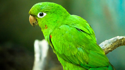 Grüner Papagei © Thomas Grau