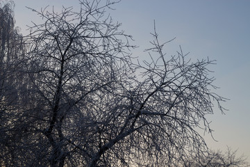 Winter evening. Landscape with tree branches under the snow. Selective focus.