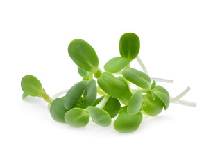 Sunflower sprouts isolated on white background