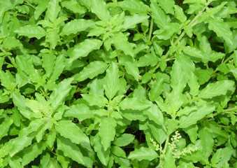 holy basil, holy basil in the garden,  basil flowers