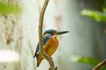 Common Kingfisher (Alcedo atthis)