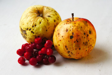 Naklejka na ściany i meble Apples and viburnum berries