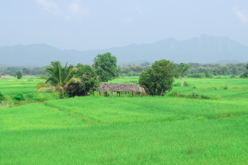 Green field
