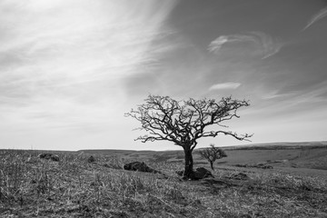 Black and white small dead tree on a dry yellow grass hill with a clear sky background