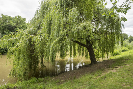 Trauerweide