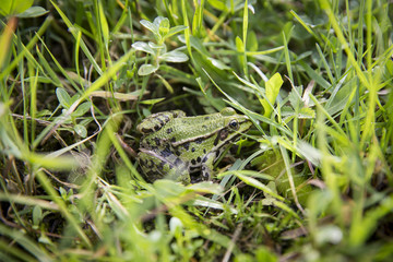 Green frog in the grass