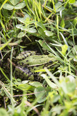 Green frog in the grass
