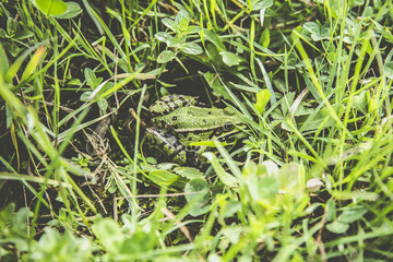 Green frog in the grass