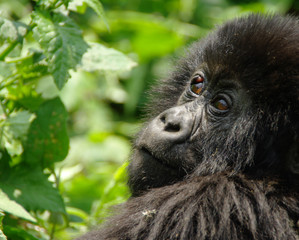Adolescent Mountain Gorilla in the DRC