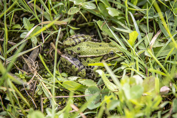 Green frog in the grass