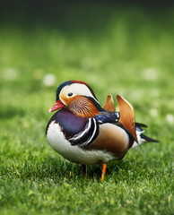 Mandarin duck on green grass
