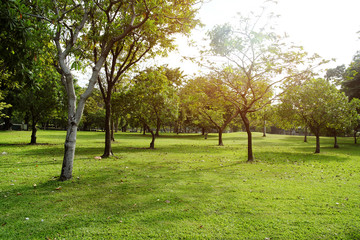 Fototapeta na wymiar green grass field in big city park