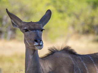 Obraz premium Portrait of large peaceful greater kudu antelope on safari in Moremi NP, Botswana