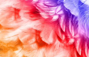 Color trends chicken feather texture background