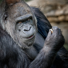 Fototapeta premium Silver back gorilla close up portrait looking at camera and smiling