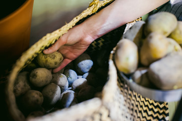 woman housewife in the kitchen. girl picking out of the bag potatoes for cooking