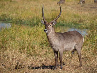 Alert large male African water buck antelope standing in front of river and reed, safari in Moremi NP, Botswana