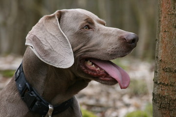 Portrait eines Weimaraners im Wald