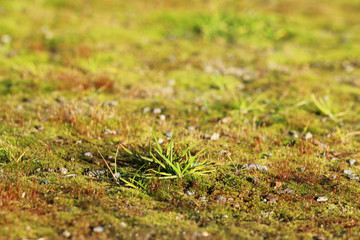 texture small green moss and grass as a background.