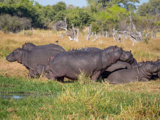 Group or family of hippos laying and grazing on grass close to river,Safari in Moremi NP, Botswana, Africa
