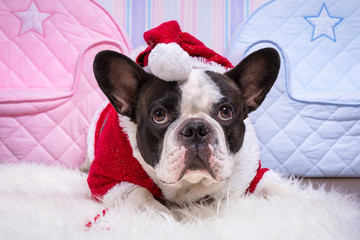French bulldog in santa helper costume for Christmas