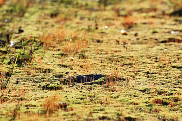 texture small green moss and grass as a background.