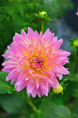 Obraz premium Close up of Dahlia