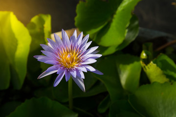 Purple waterlily or lotus flower in pond