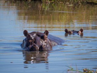 Two hippos almost completely submerged in water with only the heads sticking out, safari, in Moremi NP, Botswana