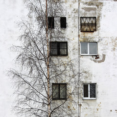 photo birch tree and the window on the background of old houses with windows plastered white plaster