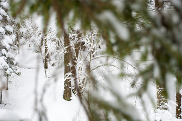 Мальчик убегающий в зимний лес © shubinan
