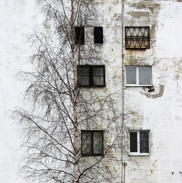 photo birch tree and the window on the background of old houses with windows plastered white plaster