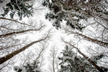 Мальчик убегающий в зимний лес © shubinan