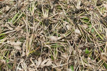 Dried water hyacinth along the river in Thailand