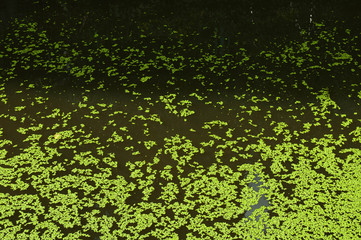 Green duckweed on background of pond