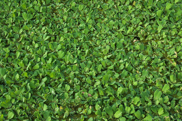 Fototapeta premium Green duckweed in the canal, water hyacinth