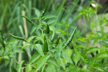 Green Chilli Padi, Bird's Eye Chilli, Bird Chilli or Thai pepper