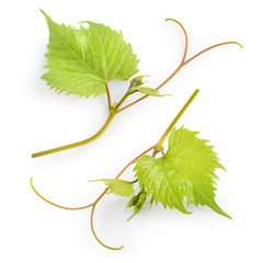 Grape leaves on branch isolated on white background.