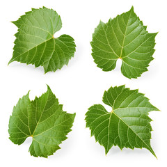 Grape leaves isolated on white. Collection. Full depth of field.