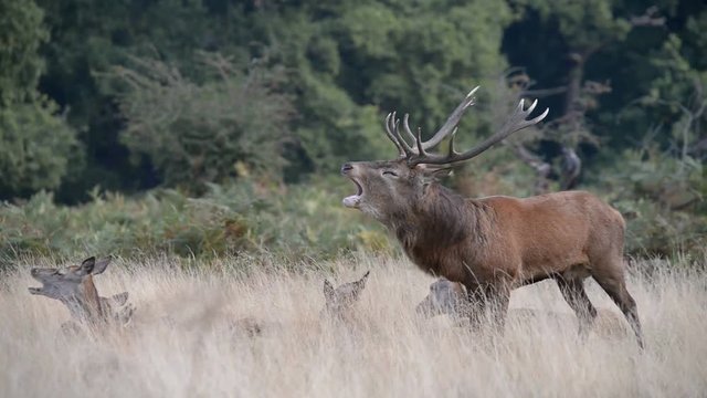 Red Deer, Deer, Cervus elaphus - Rut time.